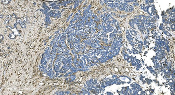 GNG2 Antibody