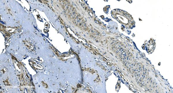 GNG2 Antibody
