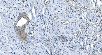 GNG2 Antibody