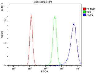 GNG4 Rabbit Polyclonal Antibody