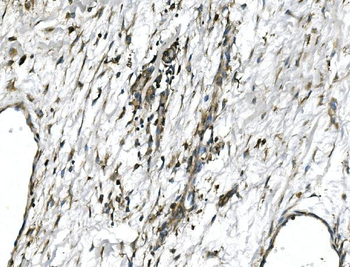 GNG4 Rabbit Polyclonal Antibody