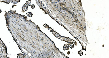 GNG4 Rabbit Polyclonal Antibody