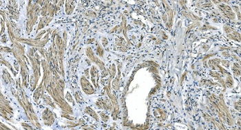 GNG4 Rabbit Polyclonal Antibody