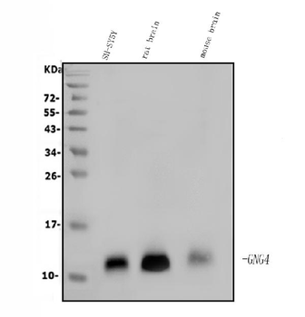GNG4 Rabbit Polyclonal Antibody