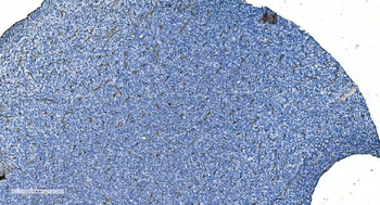 GNG11 Antibody