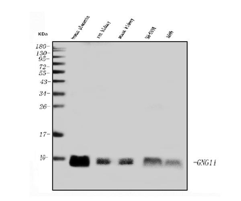 GNG11 Antibody