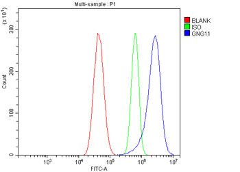GNG11 Antibody
