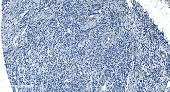 GNG11 Antibody