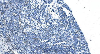 GNG11 Antibody