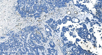 GNG11 Antibody