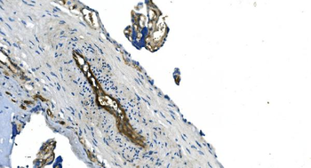 GNG11 Antibody