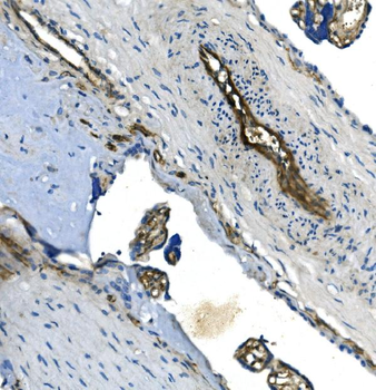 GNG11 Antibody