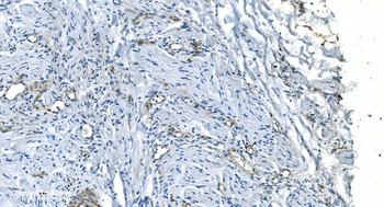 GNG11 Antibody