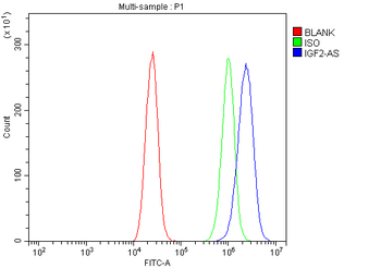 IGF2-AS Rabbit Polyclonal Antibody
