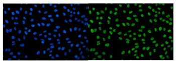 IGF2-AS Rabbit Polyclonal Antibody