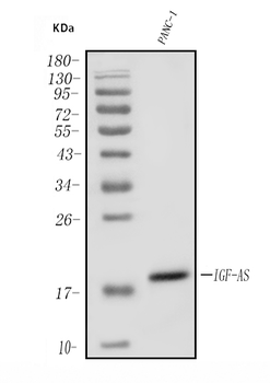IGF2-AS Rabbit Polyclonal Antibody