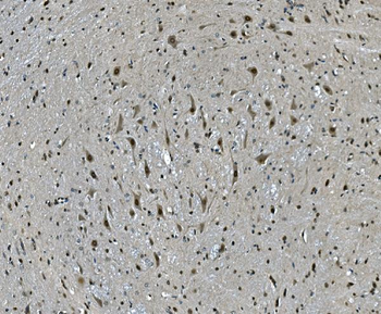 LSM7 Antibody