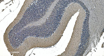 LSM7 Antibody