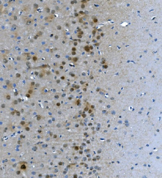 LSM7 Antibody