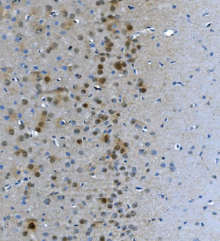 LSM7 Antibody