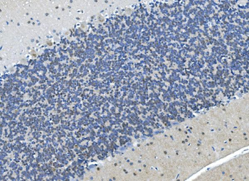 LSM7 Antibody