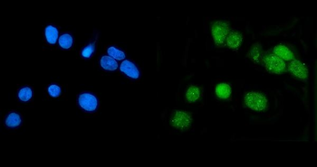 LSM7 Antibody