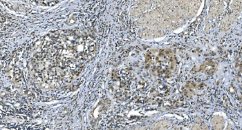 LSM7 Antibody