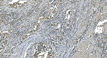 LSM7 Antibody