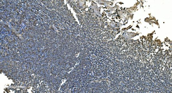 LSM8 Antibody