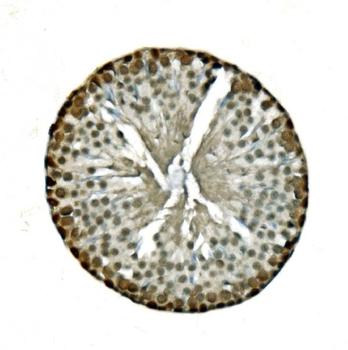 LSM8 Antibody
