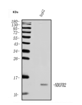 NDUFB2 Rabbit Polyclonal Antibody