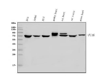 PI-16/PI16 Antibody