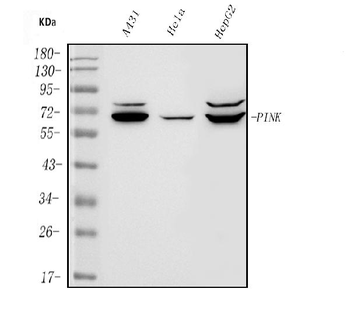 PINK1 Rabbit Polyclonal Antibody