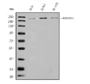 RAPGEF2 Rabbit Polyclonal Antibody