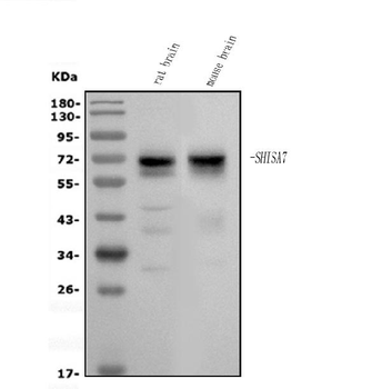 SHISA7 Rabbit Polyclonal Antibody