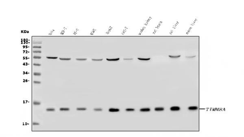 TIMM8A/DDP Antibody