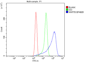 WNT7B Rabbit Polyclonal Antibody