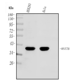 WNT7B Rabbit Polyclonal Antibody