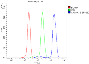 CACNA1S Antibody