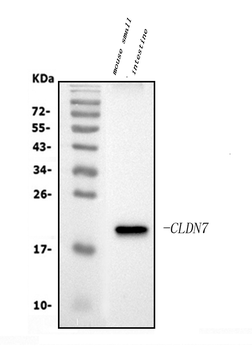 Claudin 7/CLDN-7/CLDN Rabbit Polyclonal Antibody