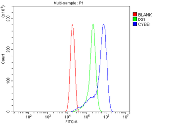 NOX2/gp91phox/CYBB Antibody