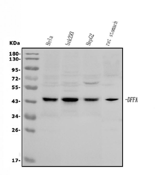 DFFA/ICAD Rabbit Polyclonal Antibody