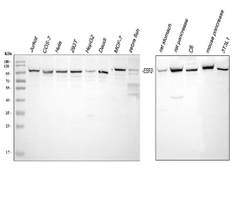 EEF2 Antibody