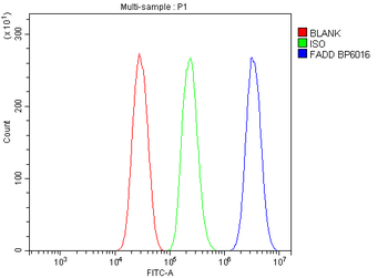 FADD Rabbit Polyclonal Antibody