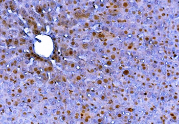 FADD Rabbit Polyclonal Antibody