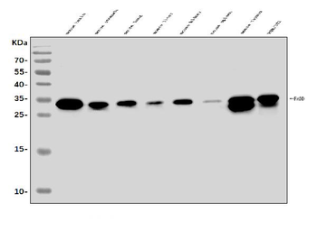 FADD Rabbit Polyclonal Antibody