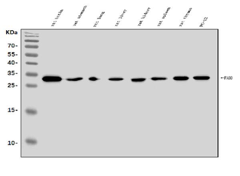 FADD Rabbit Polyclonal Antibody