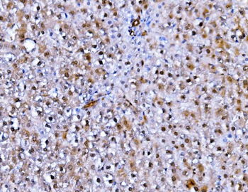 FADD Rabbit Polyclonal Antibody