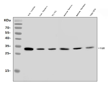 FADD Rabbit Polyclonal Antibody