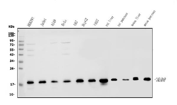 GABARAP Antibody